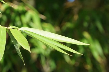 gün içinde açık havada vahşi bitkilerin yakın 