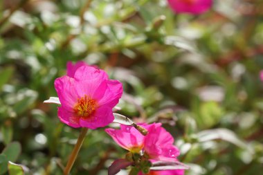 Açık büyüyen renk çiçekler yakın 