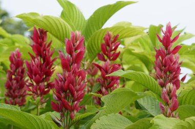 Açık büyüyen renk çiçekler yakın 