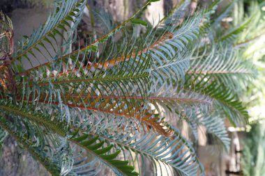 gün içinde açık havada vahşi bitkilerin yakın 
