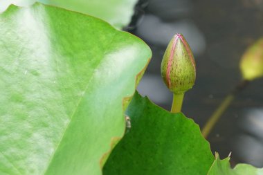 gün içinde açık havada vahşi bitkilerin yakın 