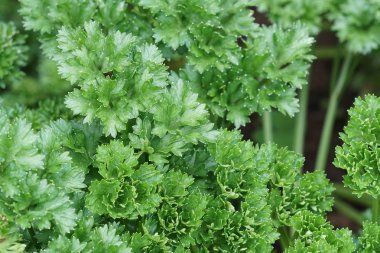 gündüz maydanoz ile tarım alanı görünümü