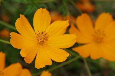 Açık büyüyen renk çiçekler yakın 