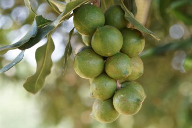 gündüz ağacında büyüyen egzotik meyveler 