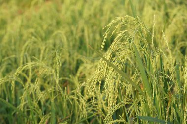 gündüz tarım alanının görünümü