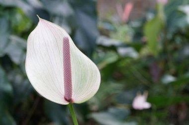 Açık büyüyen renk çiçeği yakın 