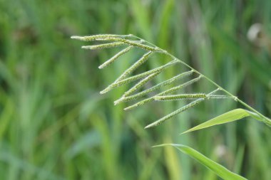 gündüz açık havada büyüyen vahşi bitkilerin yakın 