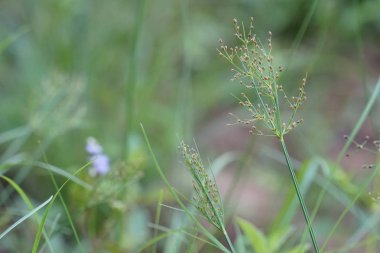 gün içinde açık havada vahşi bitkilerin yakın 