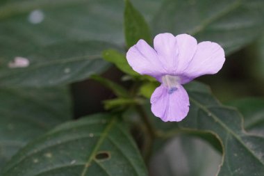 Açık büyüyen renk çiçeği yakın 