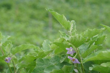 Gündüz, tarım alanının görünümü