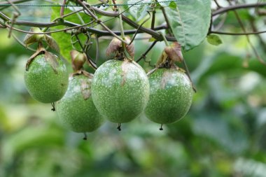 gündüz ağacında büyüyen egzotik meyveler 