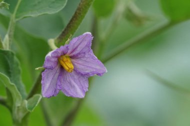 Açık büyüyen renk çiçeği yakın 