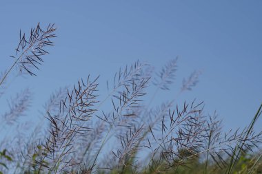 gün içinde açık havada vahşi bitkilerin yakın 