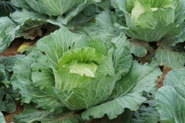 gündüz lahana ile tarım alanı görünümü