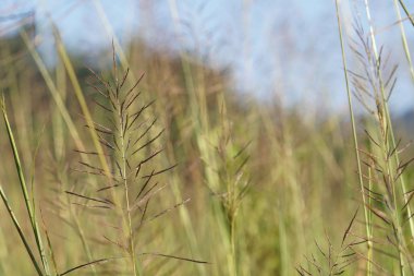 gün içinde açık havada vahşi bitkilerin yakın 