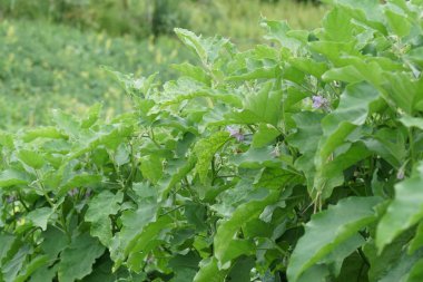 Gündüz, tarım alanının görünümü