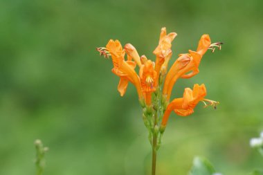 Açık büyüyen renk çiçekler yakın 