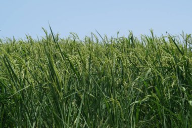 gündüz tarım alanının görünümü