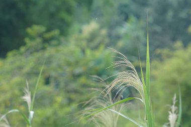 gündüz açık havada büyüyen vahşi bitkilerin yakın 