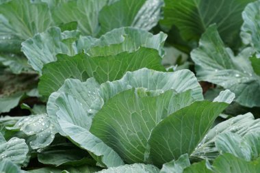 gündüz lahana ile tarım alanı görünümü