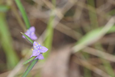 Açık büyüyen renk çiçekler yakın 