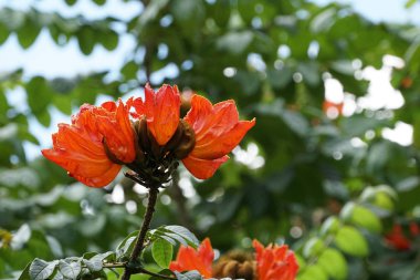 Açık büyüyen renk çiçekler yakın 