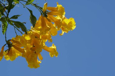 Açık büyüyen renk çiçekler yakın 