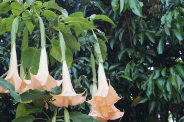 Açık büyüyen renk çiçekler yakın 