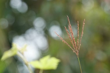 gündüz açık havada yeşil bitkilerin yakın 