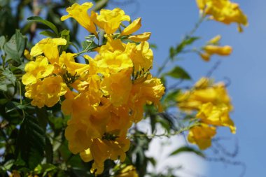 Açık büyüyen renk çiçekler yakın 