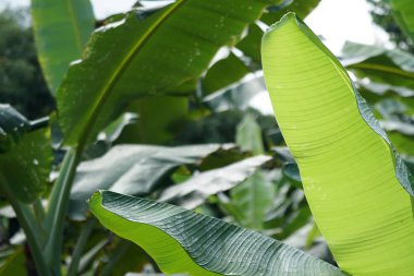 gündüz açık havada büyüyen vahşi bitkilerin yakın 