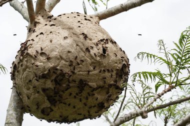ağaç dalı üzerinde termit yuva yakın 