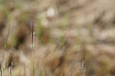 gün içinde açık havada vahşi bitkilerin yakın 