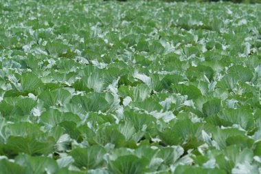 gündüz lahana ile tarım alanı görünümü