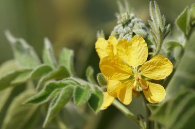 Açık büyüyen renk çiçekler yakın 