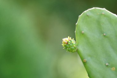 gündüz açık havada büyüyen kaktüslerin yakın çekim 