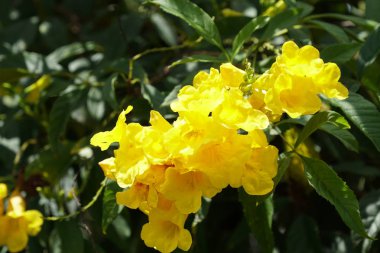 Açık büyüyen renk çiçekler yakın 