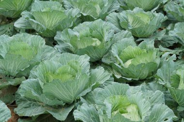 gündüz lahana ile tarım alanı görünümü