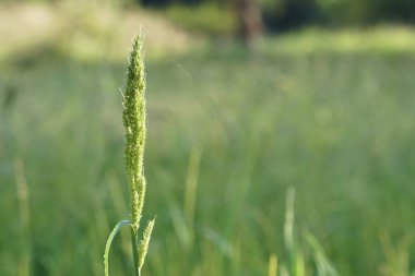 gün içinde açık havada vahşi bitkilerin yakın 