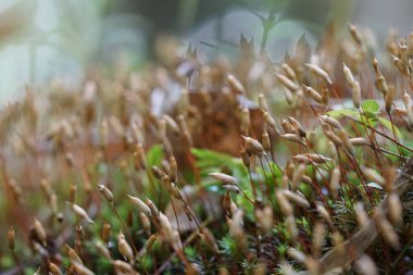 gündüz açık havada yeşil bitkilerin yakın 