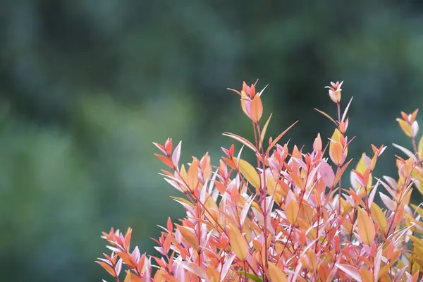 白天生长有色叶的植物的特写 — 图库照片
