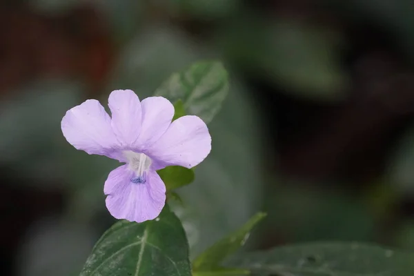 Nahaufnahme Von Farbe Blume Wächst Freien — Stockfoto