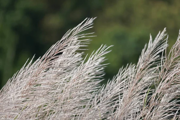 Nahaufnahme Von Wildpflanzen Die Tagsüber Freien Wachsen — Stockfoto