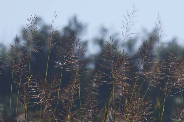 Perto Plantas Silvestres Livre Durante Dia — Fotografia de Stock