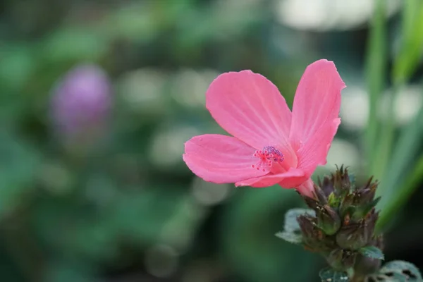 Primer Plano Flor Color Creciendo Aire Libre —  Fotos de Stock