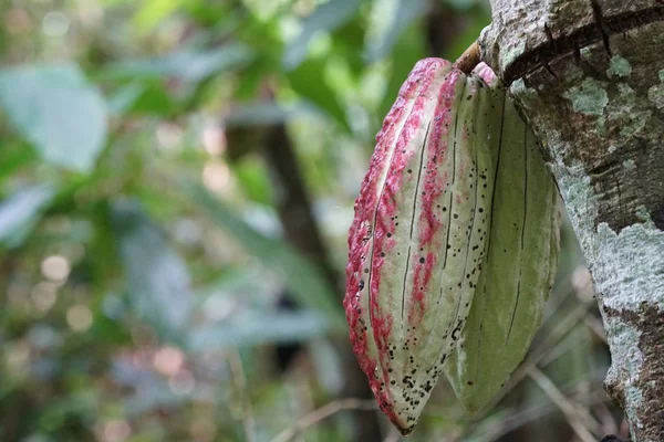 exotic fruits growing at tree at daytime