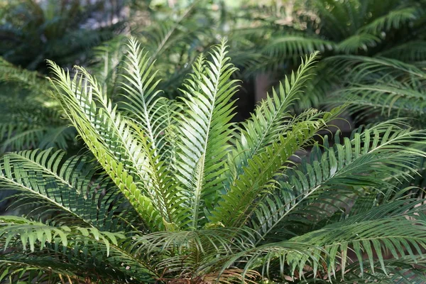 Perto Plantas Silvestres Livre Durante Dia — Fotografia de Stock