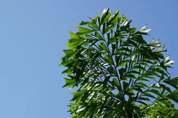 白天户外野生植物的特写 — 图库照片