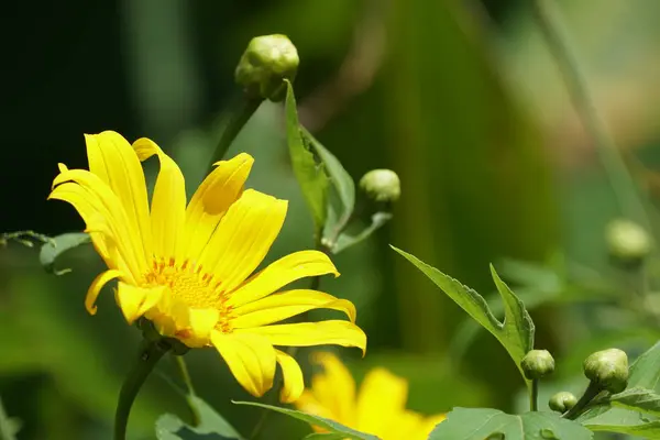 Närbild Färg Blommor Växer Utomhus — Stockfoto