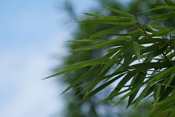 白天在户外生长的野生植物的特写 — 图库照片